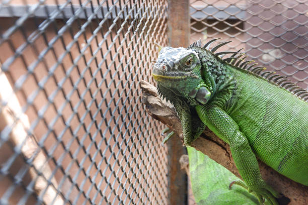 istock A iguana or green iguana in a cage 861344998