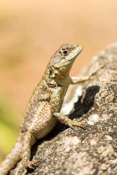 istock little lizard under the sunlight on a rock- tropidurinae 861346006