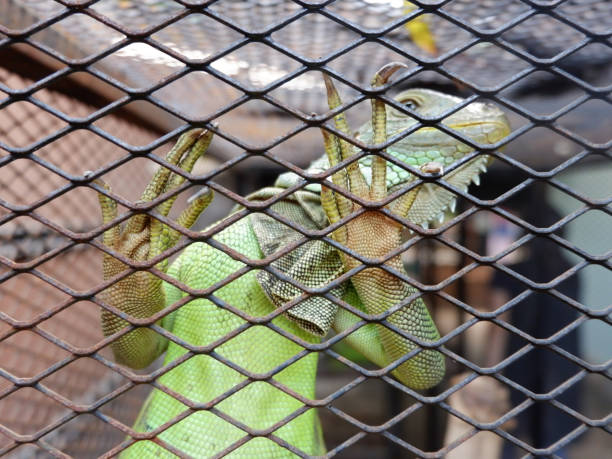istock A iguana or green iguana in a cage 861348474