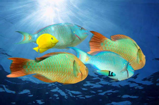 istock Parrotfish colorful tropical fish under water 861348610