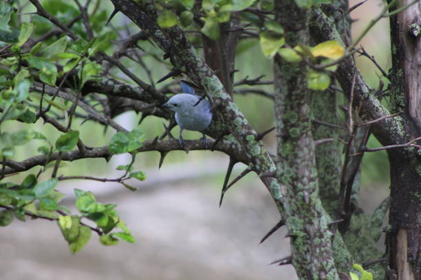 istock Bird on the Lookout 861349188