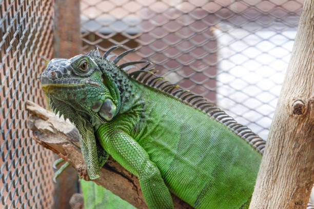 istock A iguana or green iguana in a cage 861349354