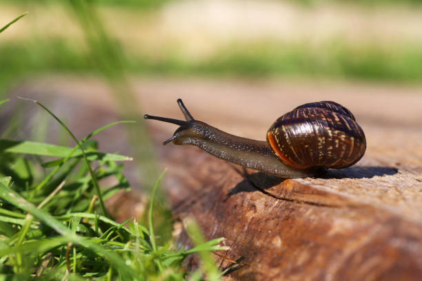 스네일 클로즈업 - snail escargot animal speed 뉴스 사진 이미지