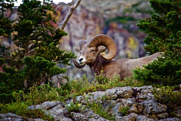 istock Bighorn Sheep Overlook 861352148