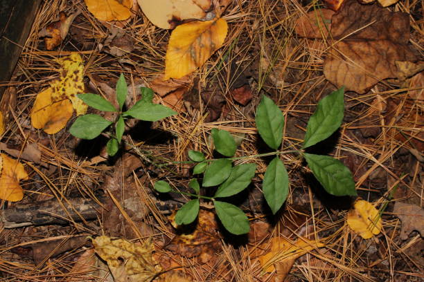 istock green plant life emerging from the ground 861352398