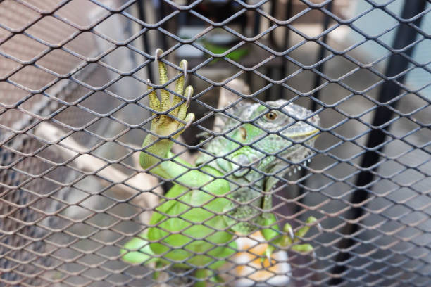 istock A iguana or green iguana in a cage 861353122