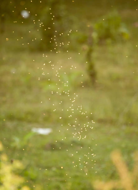 istock midges in the sun in the nature 861355630