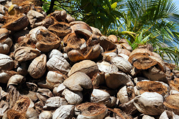 istock Pile of discarded coconut husks 861355834