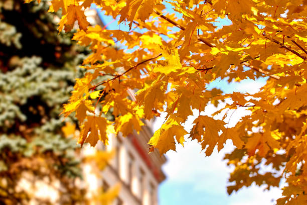 A view of golden maple trees in the Moscow University campus.