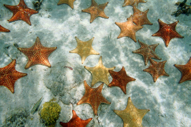 istock Plenty of starfish on a sandy ocean floor 861356268