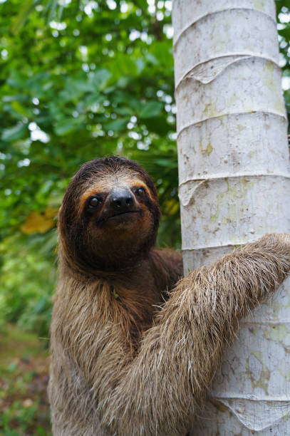 istock Portrait of three-toed sloth climbs on a tree 861356412