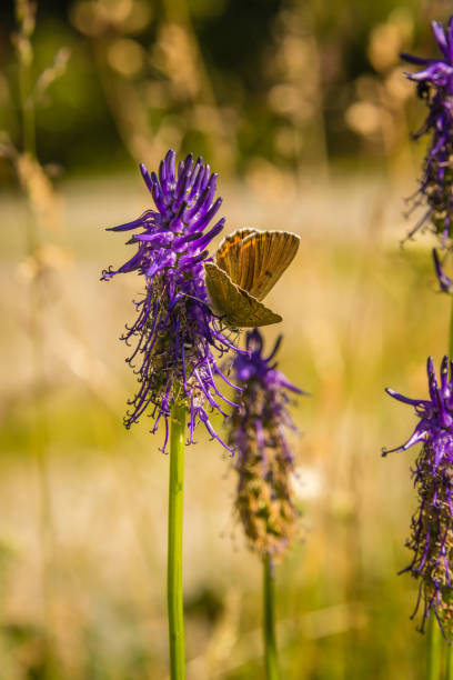 A meadow in Switzerland filled with purple flowers, a thriving habitat for insects such as butterflies.
