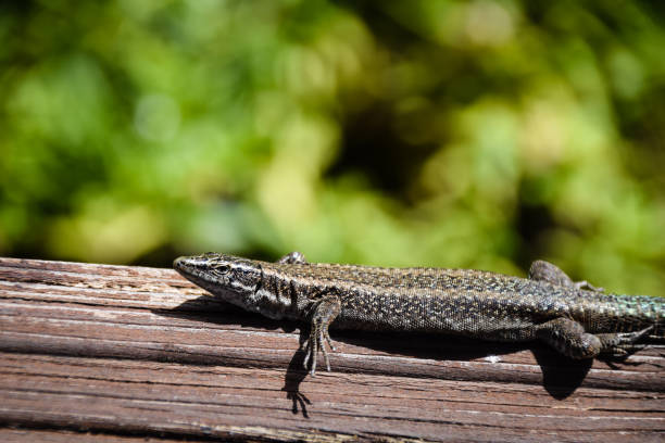 istock Lizard resting on a wooden post and warming up in the sunlight 861357738