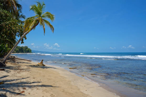 istock Pristine Caribbean beach in Costa Rica 861360188