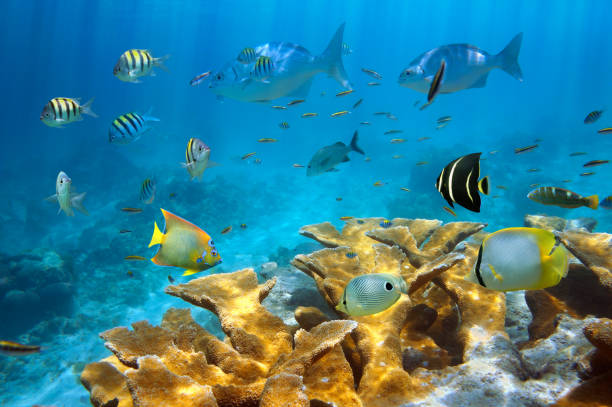 istock Reef with fish and Elkhorn coral 861360744