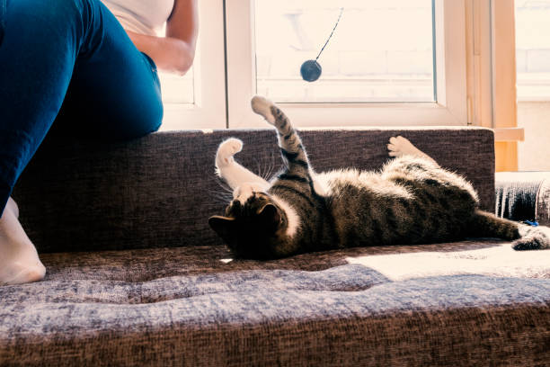proprietário brincando com gato engraçado bonito em casa - pet toy - fotografias e filmes do acervo