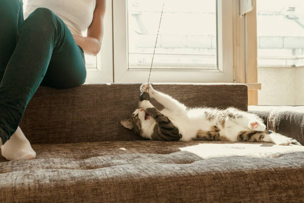 istock Owner playing with cute funny cat at home 861362910