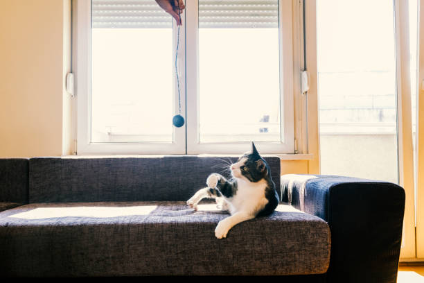 istock Owner playing with cute funny cat at home 861363572