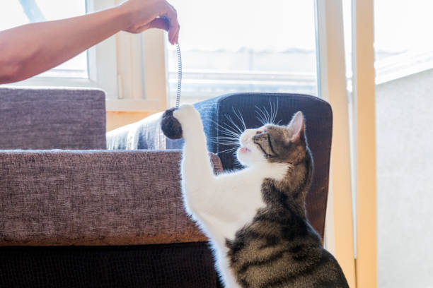 istock Owner playing with cute funny cat at home 861363990