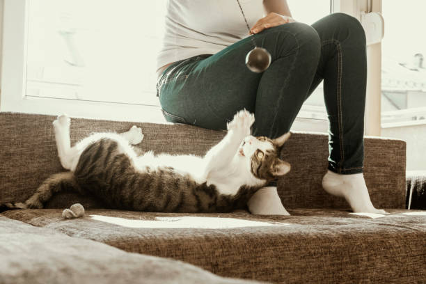 istock Owner playing with cute funny cat at home 861364092