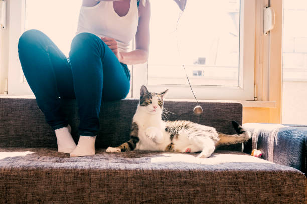 istock Owner playing with cute funny cat at home 861364578