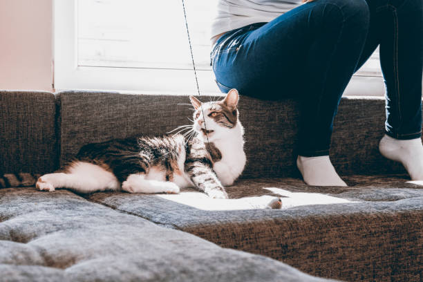 istock Owner playing with cute funny cat at home 861364778