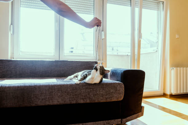 istock Owner playing with cute funny cat at home 861364890
