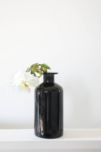 istock White rose in black vase. 861364960