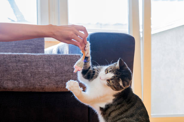 istock Owner playing with cute funny cat at home 861364998