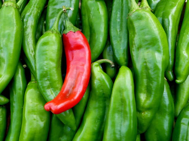 Green Chile Fresh green and red chile from New Mexico green chilli pepper stock pictures, royalty-free photos & images