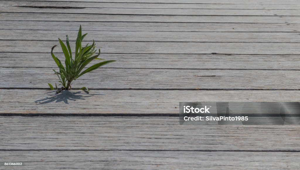 Small tree to be born on the wooden floor. Agriculture Stock Photo