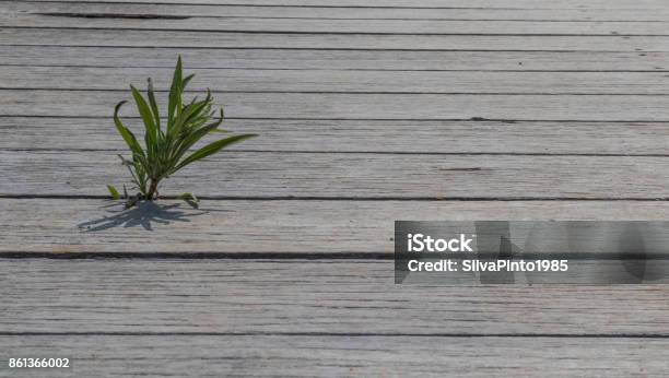 Small Tree To Be Born On The Wooden Floor Stock Photo - Download Image Now - Agriculture, Backgrounds, Beauty