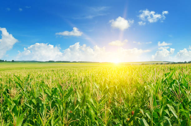 istock sunrise over the corn field 861368860
