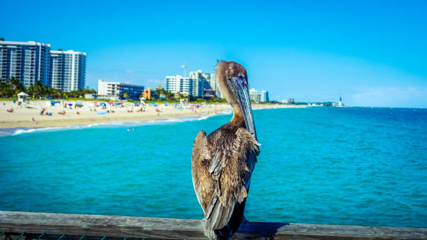 istock Pelican on the pier 861372914