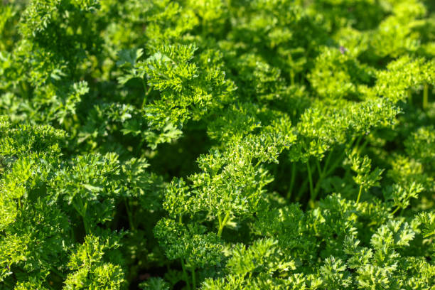 istock Fresh green lettuce salad leaves closeup. texture 861372998