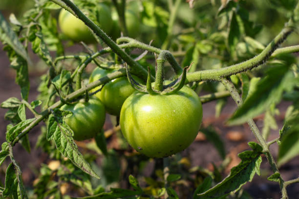 istock Green tomatoes. Agriculture concept 861373058