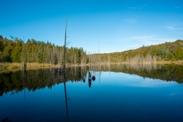 istock Quiet Back-country lake under blue sky 861373118
