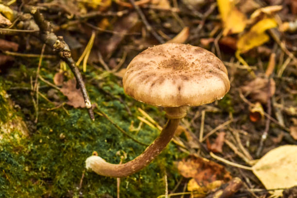 istock Mushroom in the forest close-up. 861375902