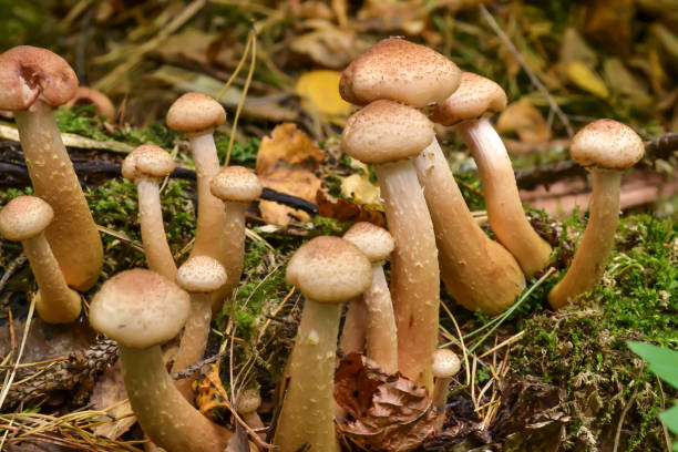 istock Mushrooms in the forest grow on an old fallen tree 861375936