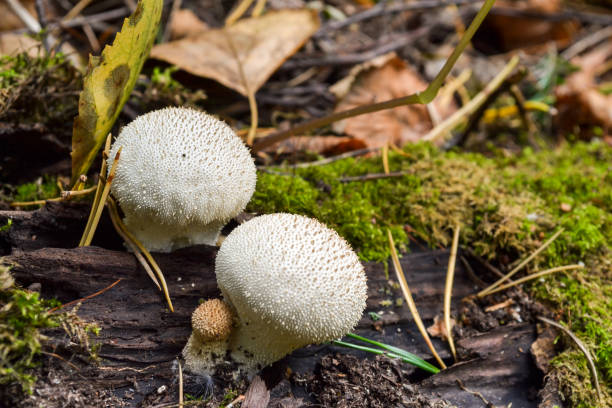 istock Edible mushrooms Common Puffball, Lycoperdon perlite, macro 861375950