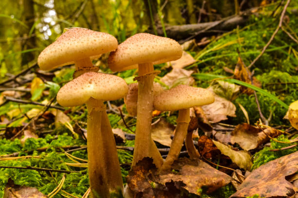 istock Mushrooms in the autumn forest after the rain 861376120