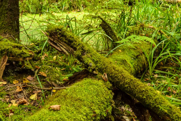istock Fallen trees in the forest, covered with green moss. An old forest. 861376136