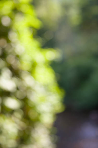 istock Natural blurred background,abstract green bokeh background 861376194
