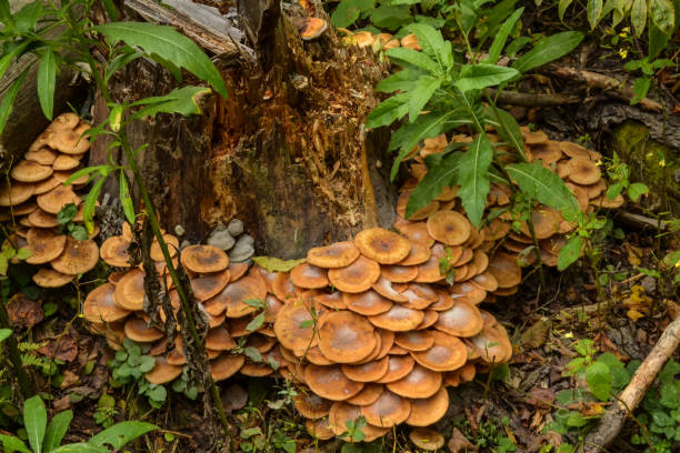 istock A large group of edible mushrooms on dry stumps 861376302