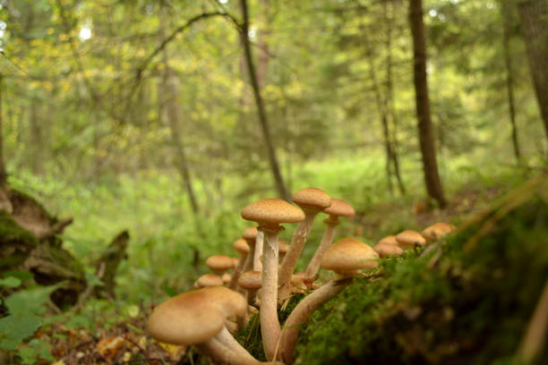 istock Edible mushrooms growing on dry fallen trees 861376304