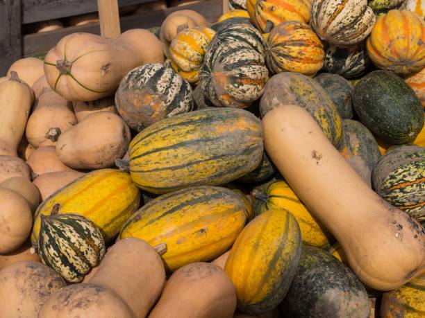 istock Collection of pumkins after harvesting 861377392
