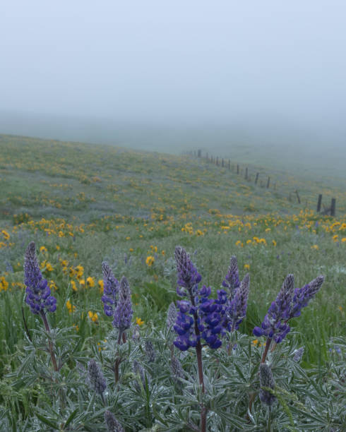 istock Lupin and Balsam Root in Fog 861383780