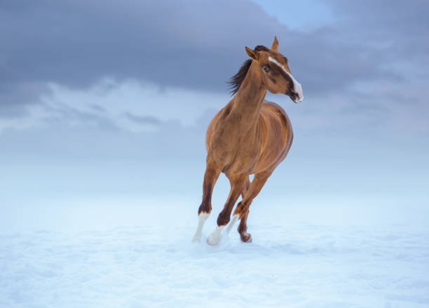 istock golden horse with white legs runs in snow on sky background 861387194
