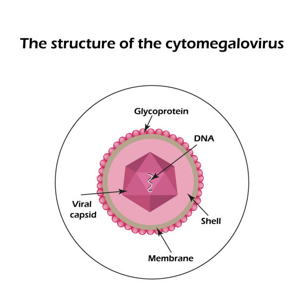 illustrazioni stock, clip art, cartoni animati e icone di tendenza di la struttura del citomegalovirus. infografica. illustrazione vettoriale - citomegalovirus