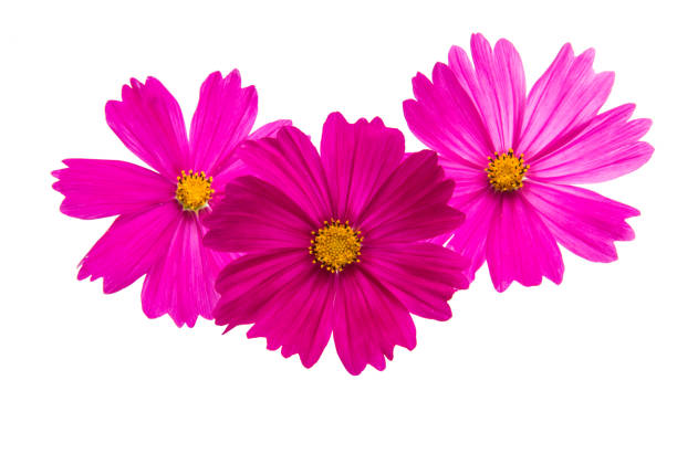 istock Flower of the Cosmos isolated 861388416